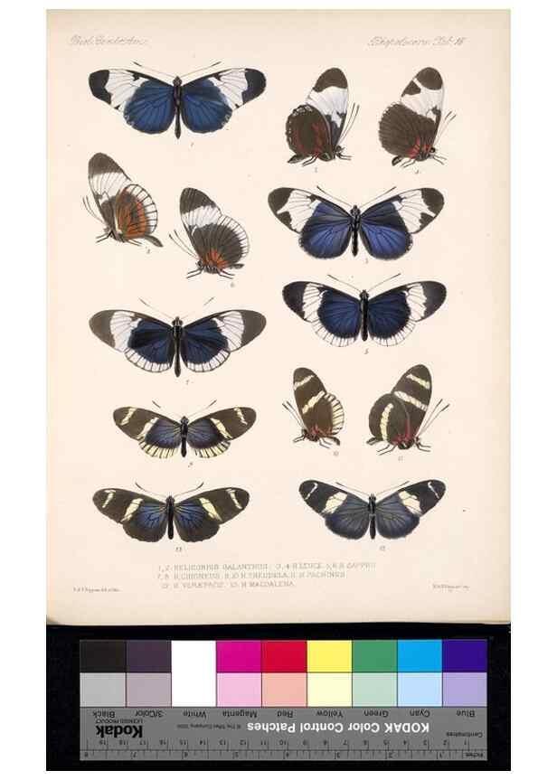 Reproducción/Reproduction 35021642054: Biologia Centrali-Americana :. [London :Published for the editors by R. H. Porter],1879-1915