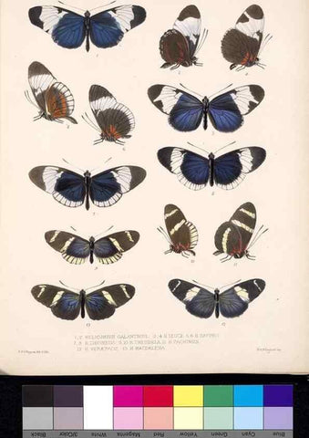 Reproducción/Reproduction 35021642054: Biologia Centrali-Americana :. [London :Published for the editors by R. H. Porter],1879-1915