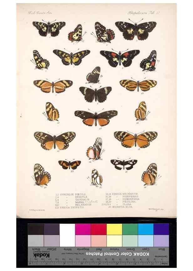 Reproducción/Reproduction 35021651694: Biologia Centrali-Americana :. [London :Published for the editors by R. H. Porter],1879-1915