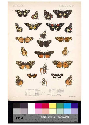 Reproducción/Reproduction 35021651694: Biologia Centrali-Americana :. [London :Published for the editors by R. H. Porter],1879-1915