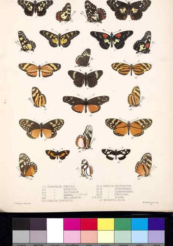 Reproducción/Reproduction 35021651694: Biologia Centrali-Americana :. [London :Published for the editors by R. H. Porter],1879-1915