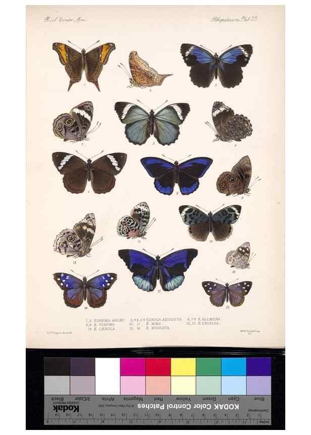Reproducción/Reproduction 35052211033: Biologia Centrali-Americana :. [London :Published for the editors by R. H. Porter],1879-1915