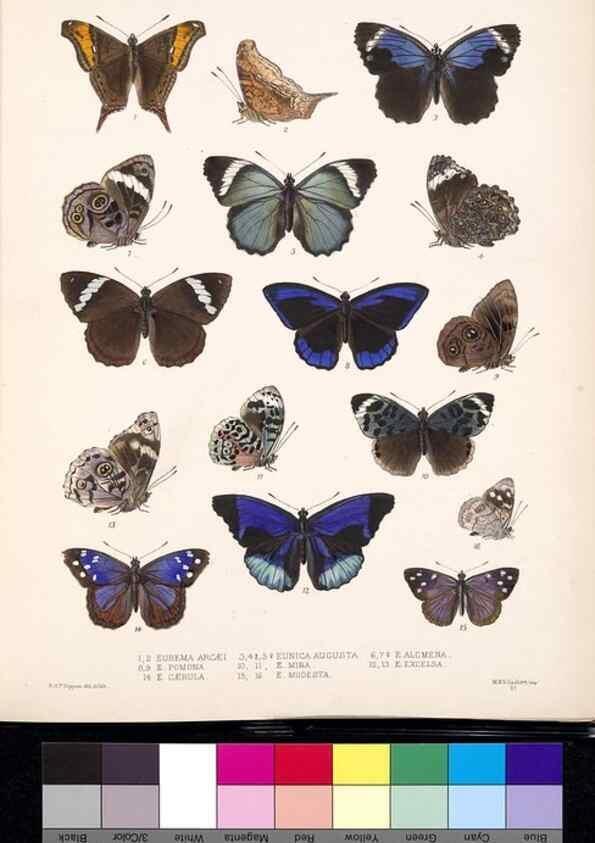 Reproducción/Reproduction 35052211033: Biologia Centrali-Americana :. [London :Published for the editors by R. H. Porter],1879-1915
