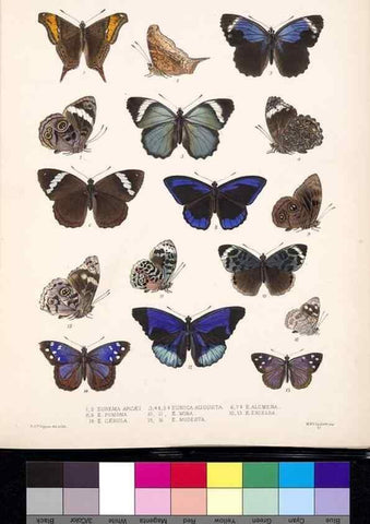 Reproducción/Reproduction 35052211033: Biologia Centrali-Americana :. [London :Published for the editors by R. H. Porter],1879-1915