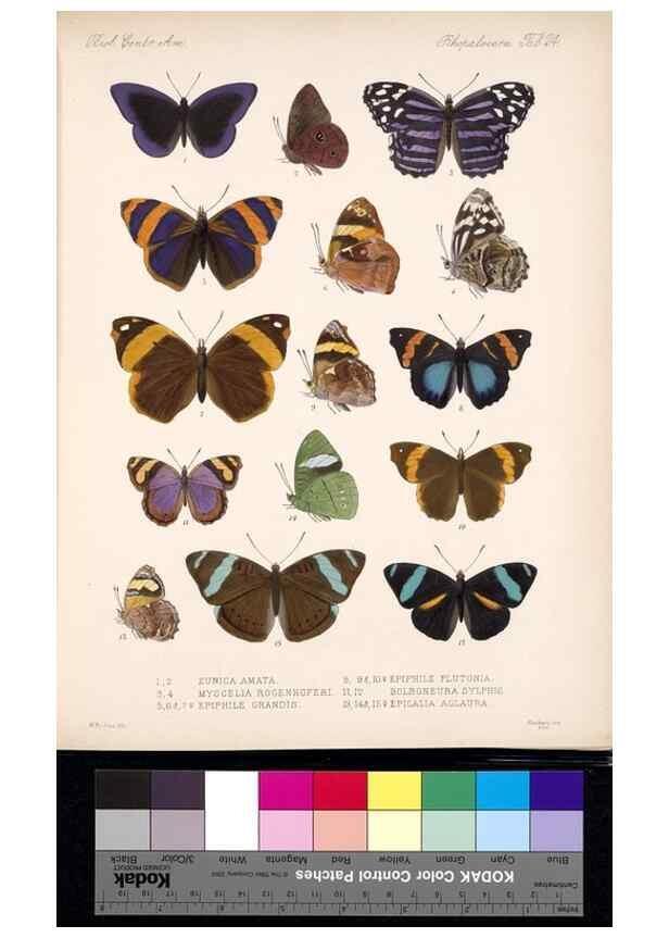 Reproducción/Reproduction 35052213783: Biologia Centrali-Americana :. [London :Published for the editors by R. H. Porter],1879-1915