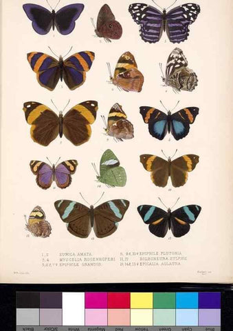 Reproducción/Reproduction 35052213783: Biologia Centrali-Americana :. [London :Published for the editors by R. H. Porter],1879-1915