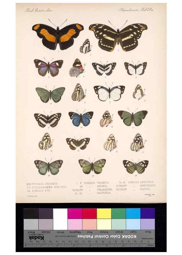 Reproducción/Reproduction 35052216243: Biologia Centrali-Americana :. [London :Published for the editors by R. H. Porter],1879-1915