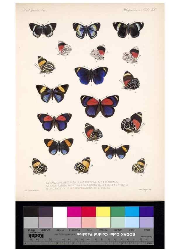 Reproducción/Reproduction 35052218963: Biologia Centrali-Americana :. [London :Published for the editors by R. H. Porter],1879-1915