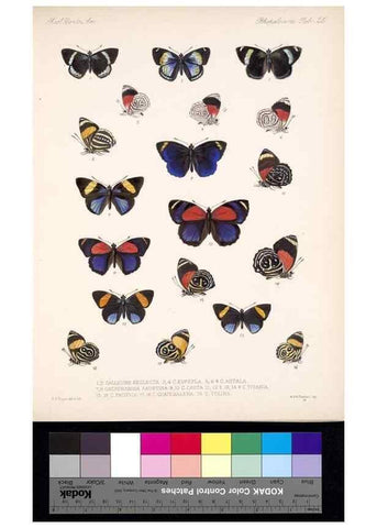Reproducción/Reproduction 35052218963: Biologia Centrali-Americana :. [London :Published for the editors by R. H. Porter],1879-1915