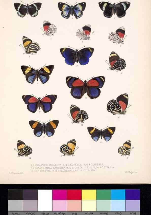 Reproducción/Reproduction 35052218963: Biologia Centrali-Americana :. [London :Published for the editors by R. H. Porter],1879-1915