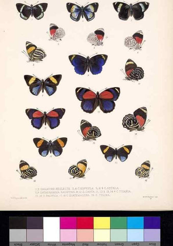 Reproducción/Reproduction 35052218963: Biologia Centrali-Americana :. [London :Published for the editors by R. H. Porter],1879-1915