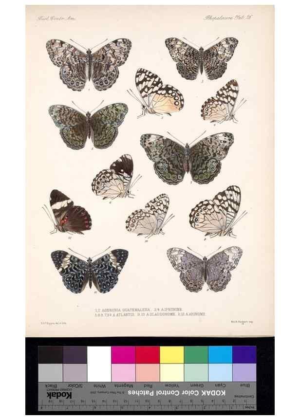 Reproducción/Reproduction 35052221853: Biologia Centrali-Americana :. [London :Published for the editors by R. H. Porter],1879-1915