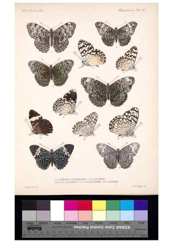 Reproducción/Reproduction 35052221853: Biologia Centrali-Americana :. [London :Published for the editors by R. H. Porter],1879-1915