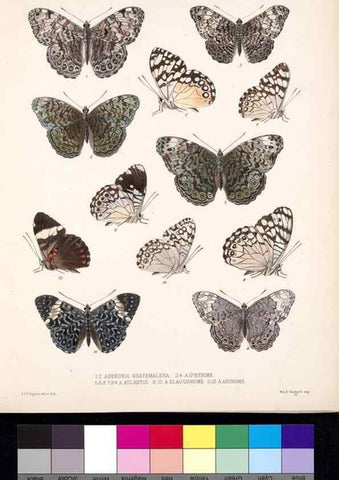 Reproducción/Reproduction 35052221853: Biologia Centrali-Americana :. [London :Published for the editors by R. H. Porter],1879-1915