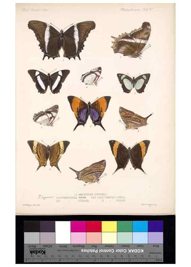 Reproducción/Reproduction 35052224763: Biologia Centrali-Americana :. [London :Published for the editors by R. H. Porter],1879-1915