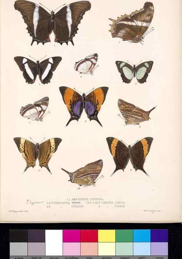 Reproducción/Reproduction 35052224763: Biologia Centrali-Americana :. [London :Published for the editors by R. H. Porter],1879-1915