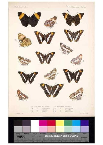 Reproducción/Reproduction 35692296482: Biologia Centrali-Americana :. [London :Published for the editors by R. H. Porter],1879-1915