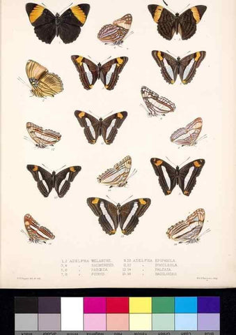 Reproducción/Reproduction 35692296482: Biologia Centrali-Americana :. [London :Published for the editors by R. H. Porter],1879-1915