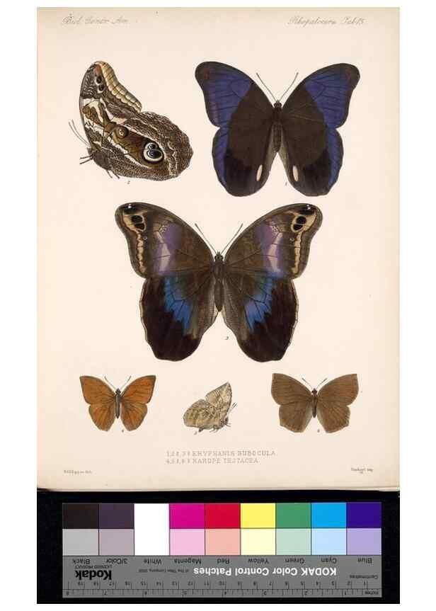Reproducción/Reproduction 35861472735: Biologia Centrali-Americana :. [London :Published for the editors by R. H. Porter],1879-1915