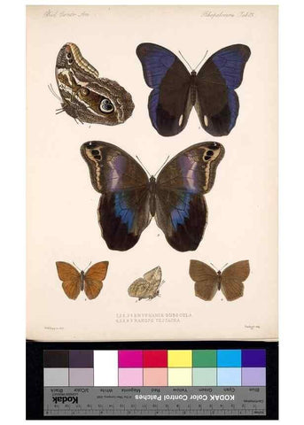 Reproducción/Reproduction 35861472735: Biologia Centrali-Americana :. [London :Published for the editors by R. H. Porter],1879-1915