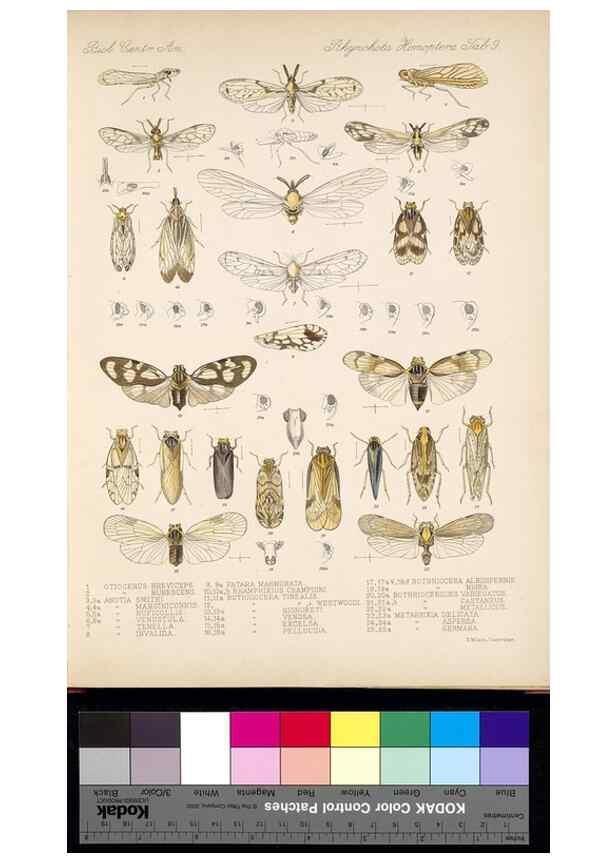 Reproducción/Reproduction 35021398694: Biologia Centrali-Americana :. [London :Published for the editors by R. H. Porter],1879-1915