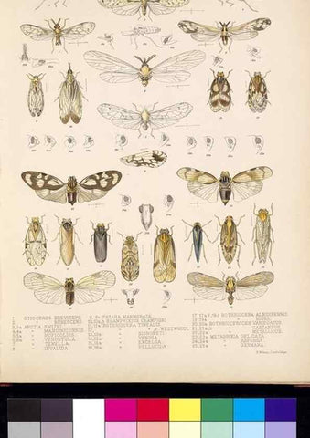 Reproducción/Reproduction 35021398694: Biologia Centrali-Americana :. [London :Published for the editors by R. H. Porter],1879-1915