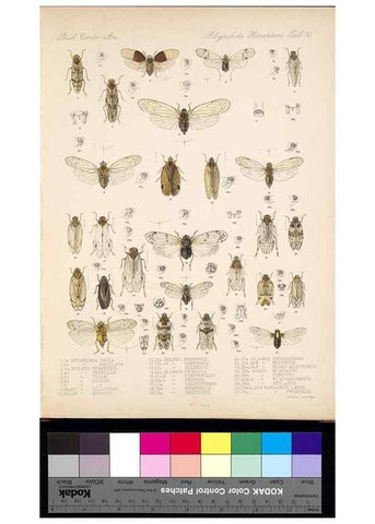 Reproducción/Reproduction 35021399804: Biologia Centrali-Americana :. [London :Published for the editors by R. H. Porter],1879-1915