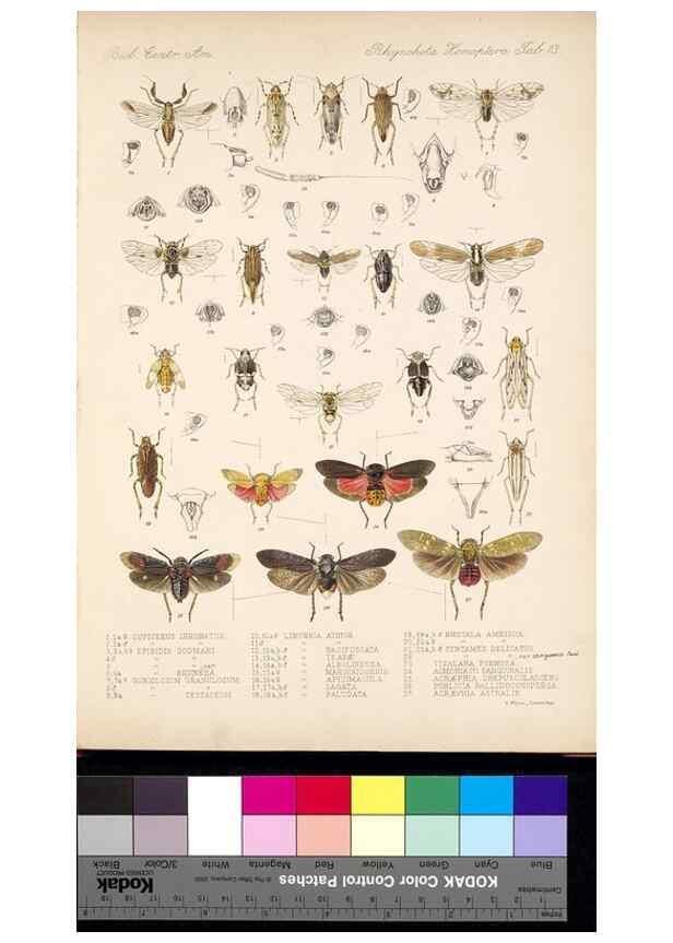 Reproducción/Reproduction 35820621156: Biologia Centrali-Americana :. [London :Published for the editors by R. H. Porter],1879-1915