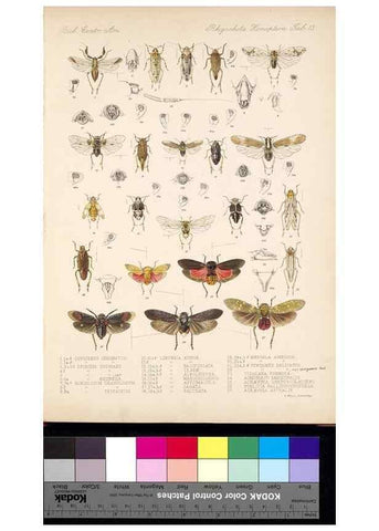 Reproducción/Reproduction 35820621156: Biologia Centrali-Americana :. [London :Published for the editors by R. H. Porter],1879-1915