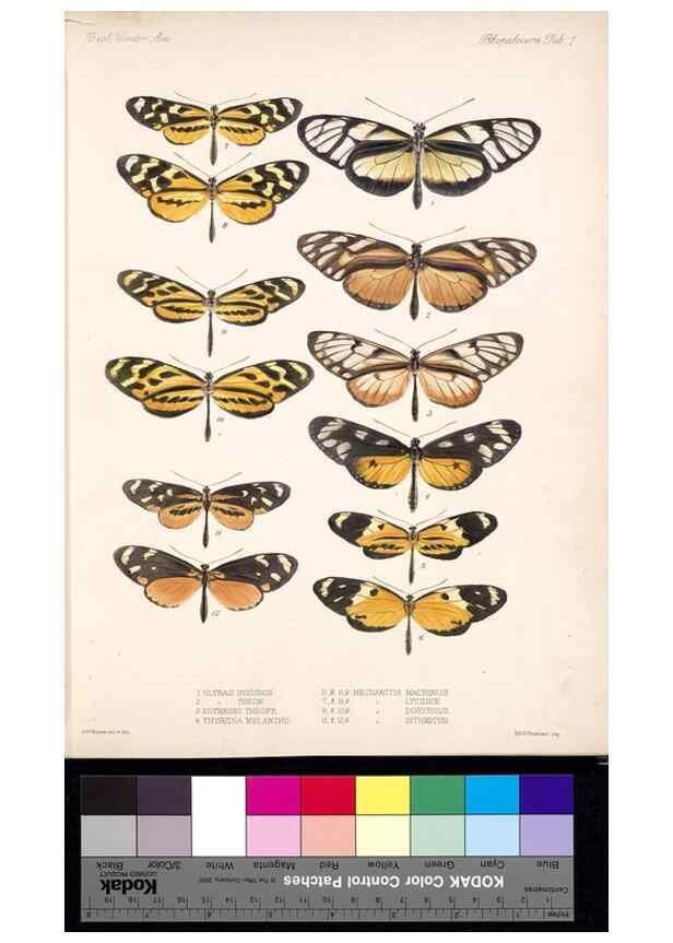 Reproducción/Reproduction 35052155133: Biologia Centrali-Americana :. [London :Published for the editors by R. H. Porter],1879-1915