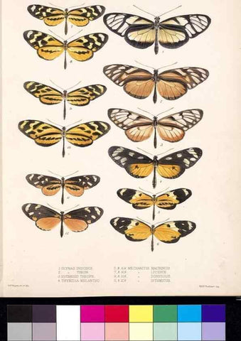 Reproducción/Reproduction 35052155133: Biologia Centrali-Americana :. [London :Published for the editors by R. H. Porter],1879-1915
