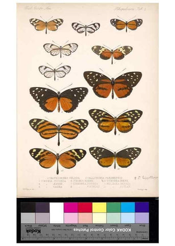 Reproducción/Reproduction 35052158653: Biologia Centrali-Americana :. [London :Published for the editors by R. H. Porter],1879-1915