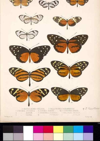 Reproducción/Reproduction 35052158653: Biologia Centrali-Americana :. [London :Published for the editors by R. H. Porter],1879-1915