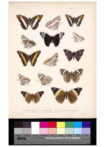 Reproducción/Reproduction 35820818156: Biologia Centrali-Americana :. [London :Published for the editors by R. H. Porter],1879-1915