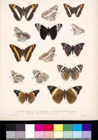 Reproducción/Reproduction 35820818156: Biologia Centrali-Americana :. [London :Published for the editors by R. H. Porter],1879-1915