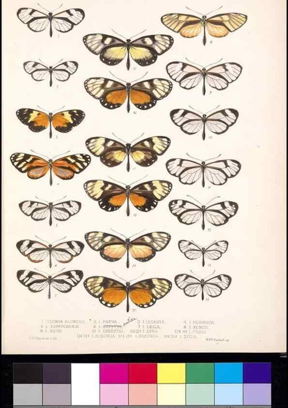 Reproducción/Reproduction 35052169763: Biologia Centrali-Americana :. [London :Published for the editors by R. H. Porter],1879-1915