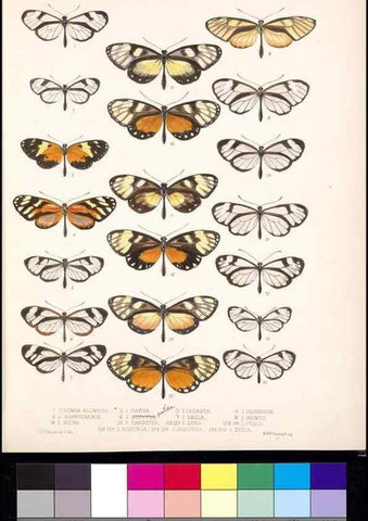 Reproducción/Reproduction 35052169763: Biologia Centrali-Americana :. [London :Published for the editors by R. H. Porter],1879-1915