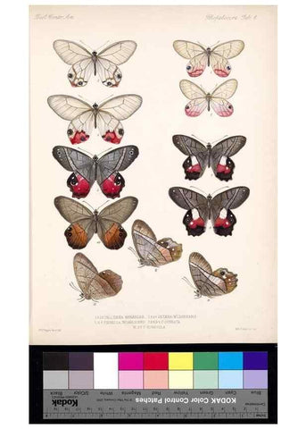 Reproducción/Reproduction 35052174093: Biologia Centrali-Americana :. [London :Published for the editors by R. H. Porter],1879-1915