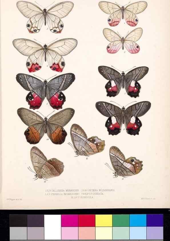 Reproducción/Reproduction 35052174093: Biologia Centrali-Americana :. [London :Published for the editors by R. H. Porter],1879-1915