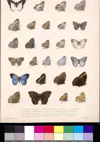 Reproducción/Reproduction 35052181553: Biologia Centrali-Americana :. [London :Published for the editors by R. H. Porter],1879-1915