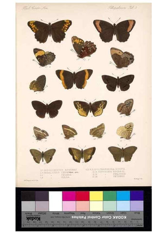 Reproducción/Reproduction 35052183823: Biologia Centrali-Americana :. [London :Published for the editors by R. H. Porter],1879-1915