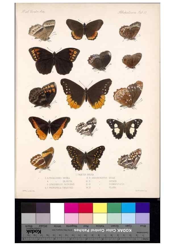 Reproducción/Reproduction 35052186503: Biologia Centrali-Americana :. [London :Published for the editors by R. H. Porter],1879-1915