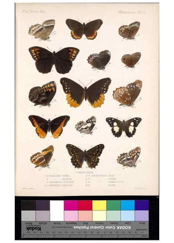 Reproducción/Reproduction 35052186503: Biologia Centrali-Americana :. [London :Published for the editors by R. H. Porter],1879-1915