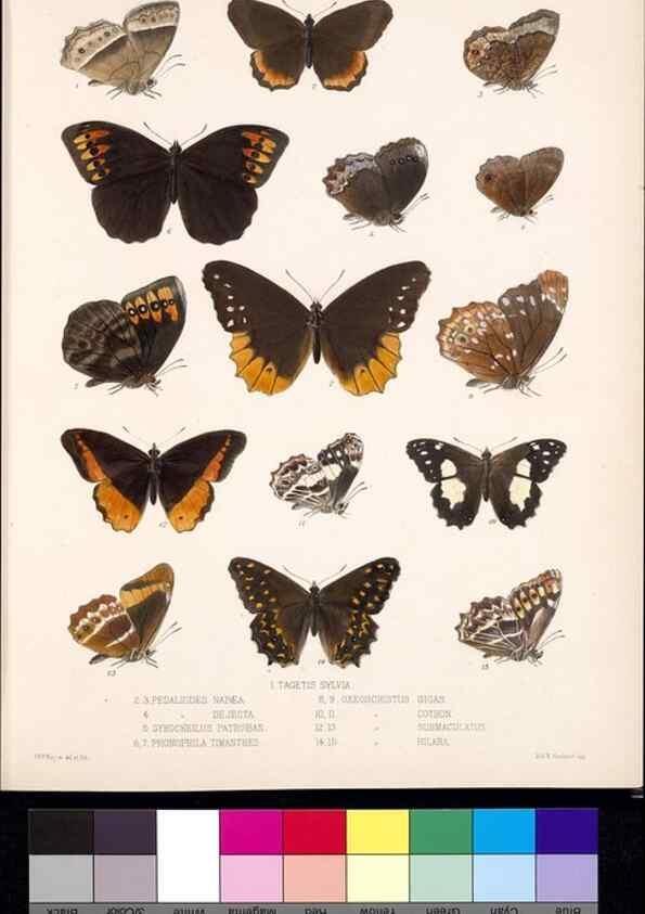 Reproducción/Reproduction 35052186503: Biologia Centrali-Americana :. [London :Published for the editors by R. H. Porter],1879-1915