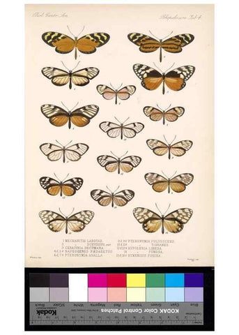 Reproducción/Reproduction 35052166003: Biologia Centrali-Americana :. [London :Published for the editors by R. H. Porter],1879-1915