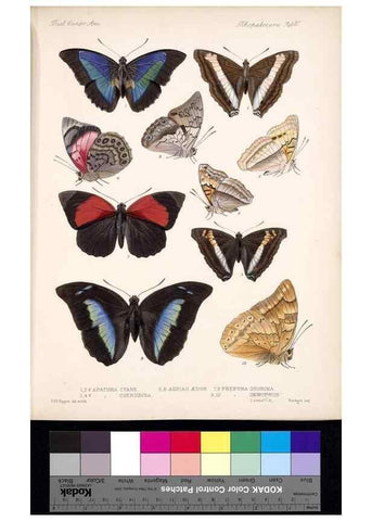 Reproducción/Reproduction 35820820806: Biologia Centrali-Americana :. [London :Published for the editors by R. H. Porter],1879-1915