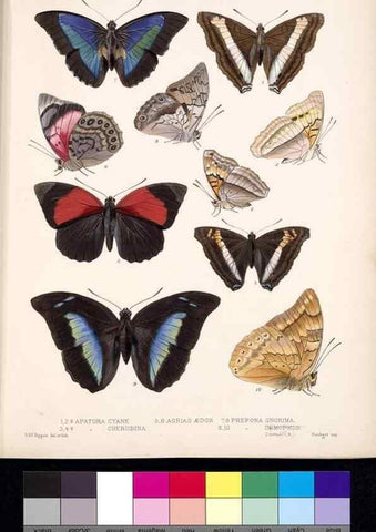Reproducción/Reproduction 35820820806: Biologia Centrali-Americana :. [London :Published for the editors by R. H. Porter],1879-1915