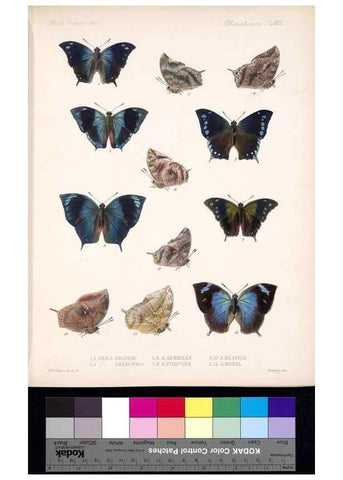 Reproducción/Reproduction 35820823556: Biologia Centrali-Americana :. [London :Published for the editors by R. H. Porter],1879-1915