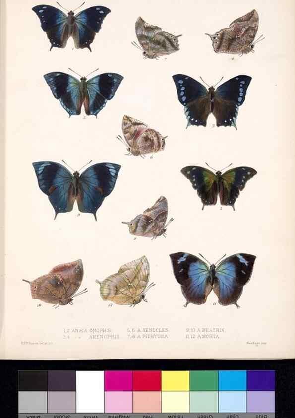 Reproducción/Reproduction 35820823556: Biologia Centrali-Americana :. [London :Published for the editors by R. H. Porter],1879-1915