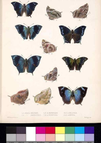 Reproducción/Reproduction 35820823556: Biologia Centrali-Americana :. [London :Published for the editors by R. H. Porter],1879-1915